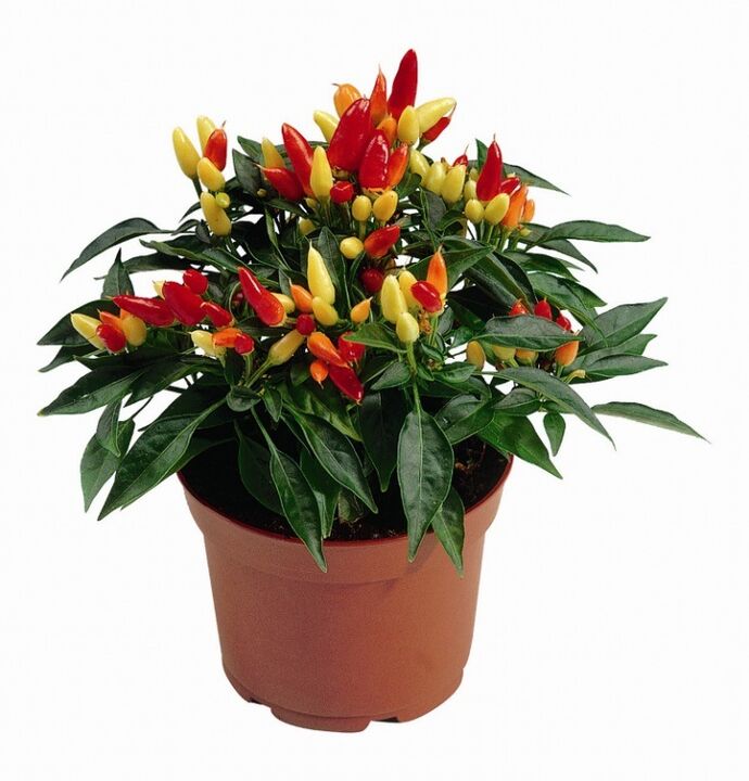 capsicum capsicum a HondroFrost-ben sokízületi gyulladásra